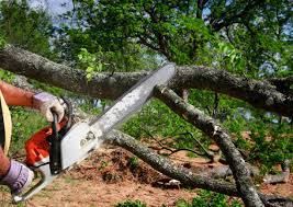 How Our Tree Care Process Works  in  White Hall, AR